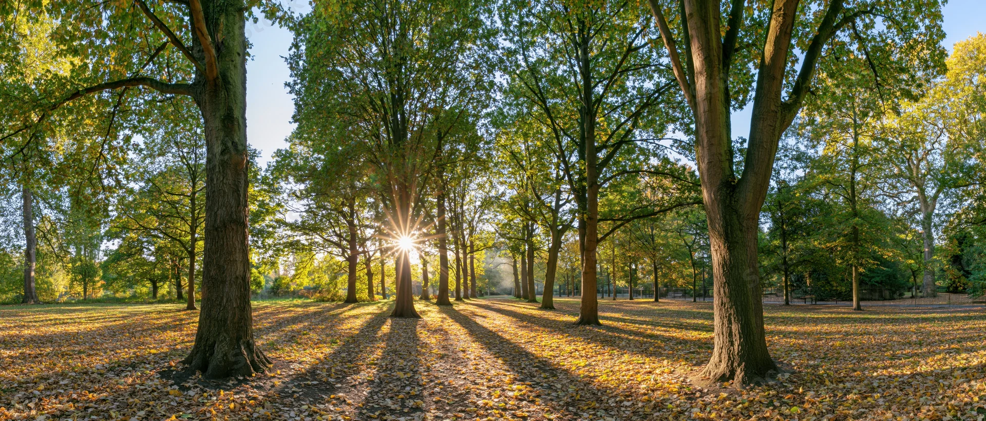 Sunlit autumn park with tall deciduous trees casting long shadows on leaf-covered ground