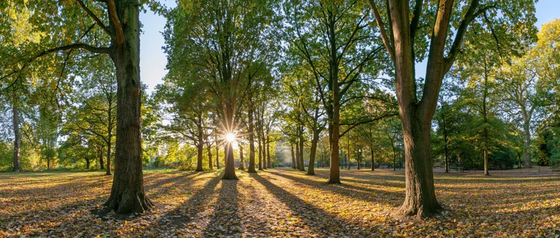 Sunlit autumn park with tall deciduous trees casting long shadows on leaf-covered ground