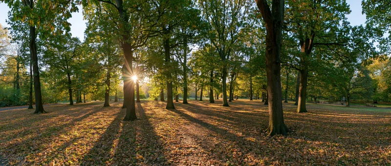 Panoramic view of a sunlit autumn park with tall deciduous trees casting long shadows on leaf-covered ground