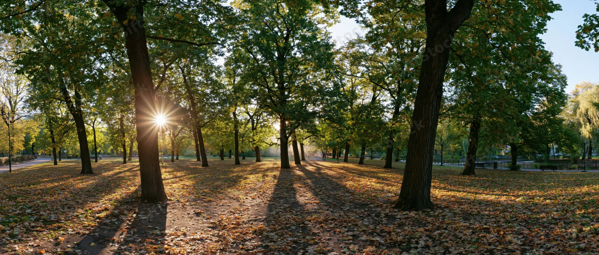 Sunlit autumn park with tall deciduous trees and fallen leaves covering the ground