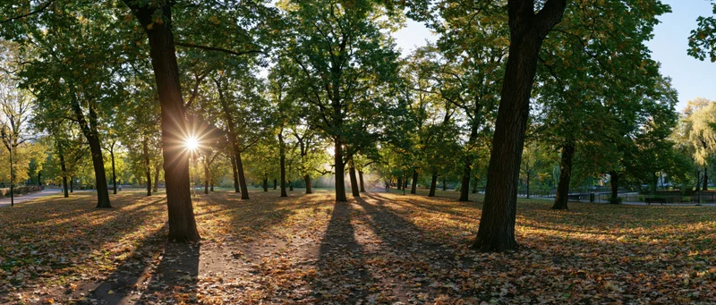 Sunlit autumn park with tall deciduous trees and fallen leaves covering the ground
