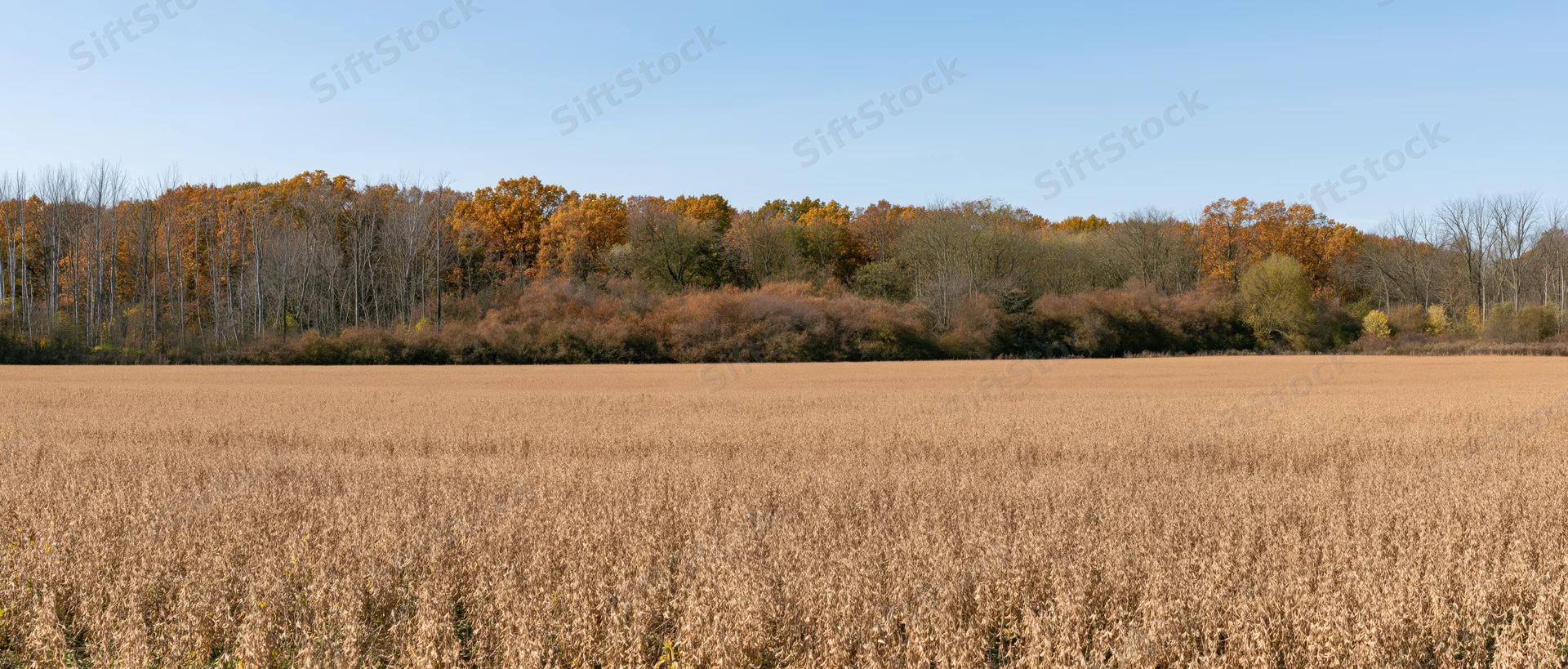 Panoramic view of a dry golden soybean field under a clear blue sky with autumn trees in the background
