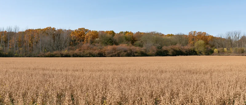 Panoramic view of a dry golden soybean field under a clear blue sky with autumn trees in the background