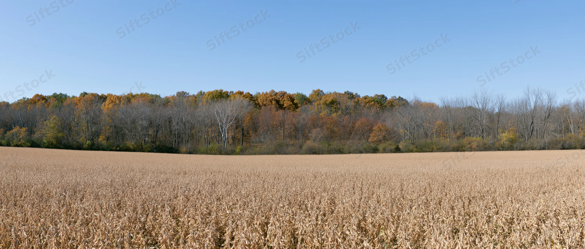 Dry golden soybean field stretching to a line of autumn trees under a clear blue sky