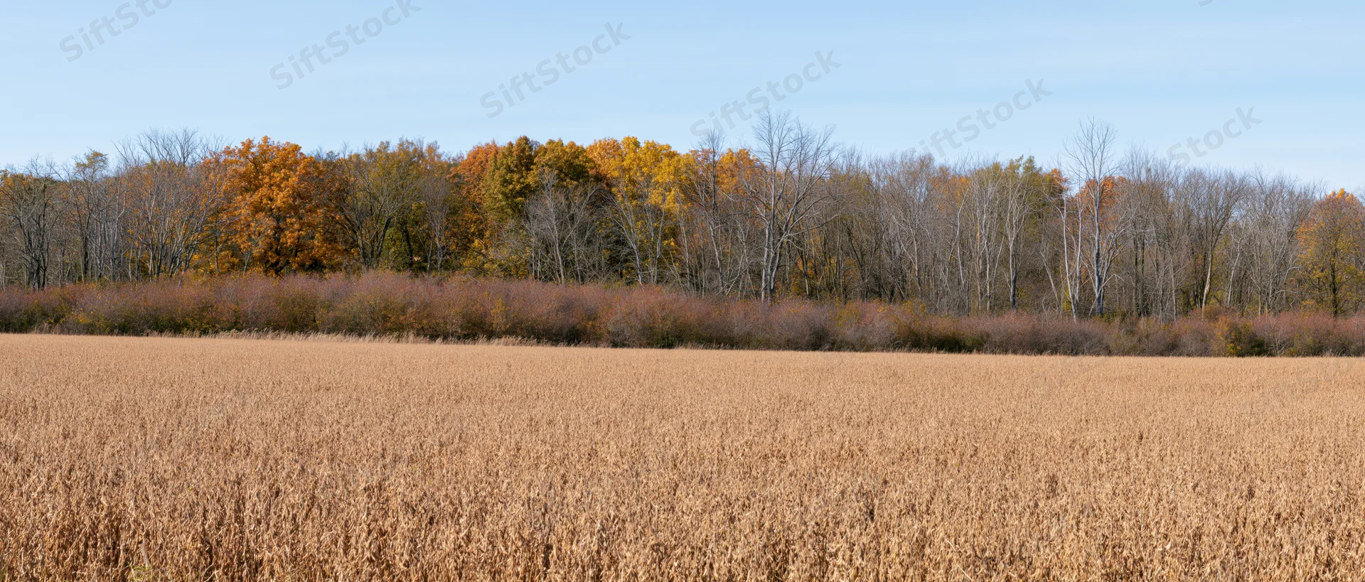Wide view of a dry golden soybean field in autumn with trees in the background