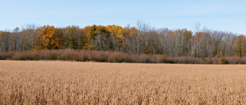 Wide view of a dry golden soybean field in autumn with trees in the background
