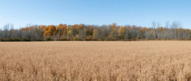 Wide panoramic view of a dry golden soybean field under a clear blue sky with autumn trees in the background