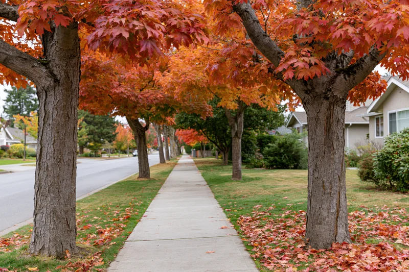 Maple trees with red autumn foliage lining a suburban sidewalk beside a quiet residential street