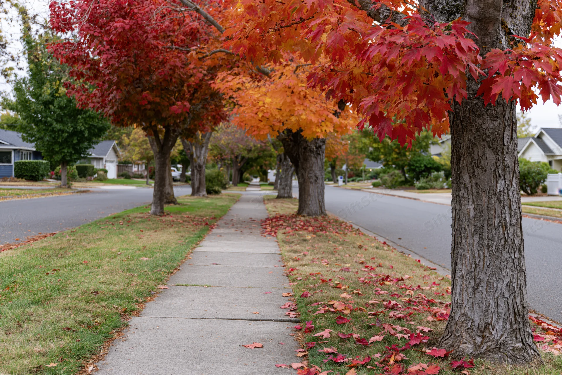 Maple trees with red and orange autumn foliage lining a suburban sidewalk beside a quiet residential street