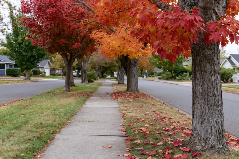Maple trees with red and orange autumn foliage lining a suburban sidewalk beside a quiet residential street