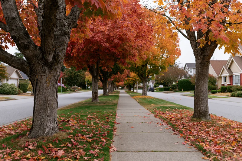 Maple trees with autumn foliage lining a suburban sidewalk beside a quiet residential street