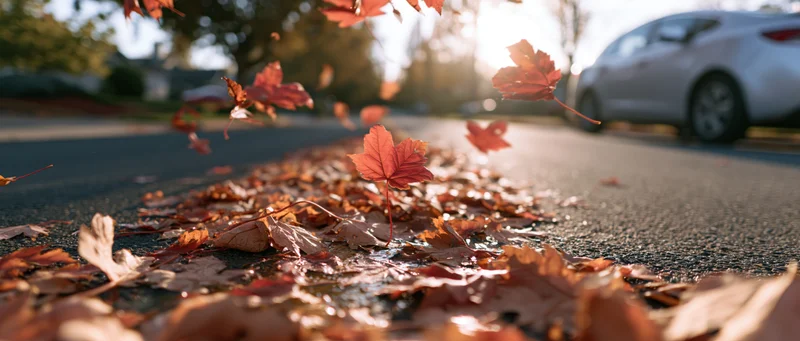 Red and orange maple leaves falling across a wet asphalt street in autumn sunlight