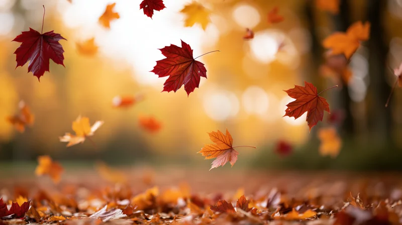 Maple leaves falling midair over a carpet of foliage in a sunlit forest during autumn