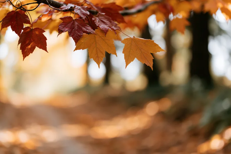 Maple leaves in autumn colors hanging from a branch over a blurred forest floor