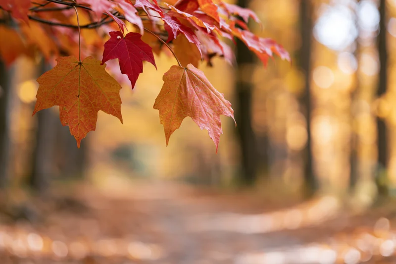 Maple leaves hanging from a branch in a forest during autumn