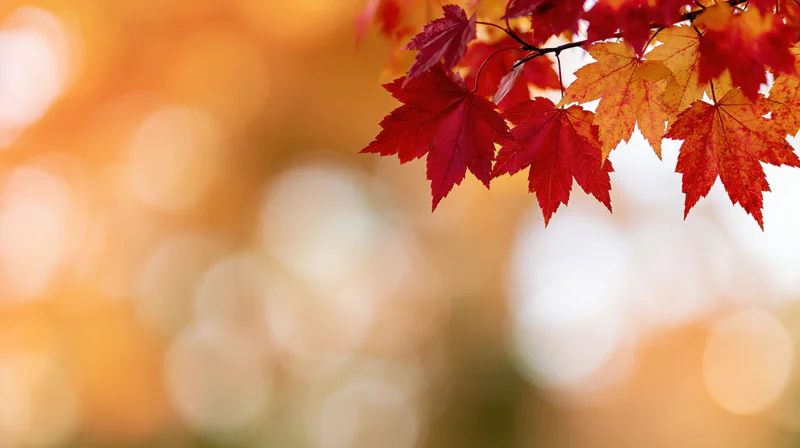 Red and orange maple leaves on a branch against a warm blurred background