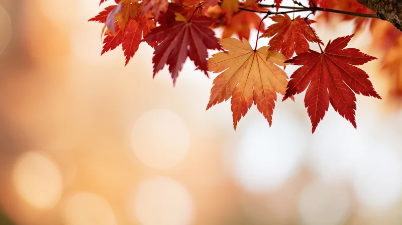 Maple leaves in red and orange hues on a branch against a warm bokeh background