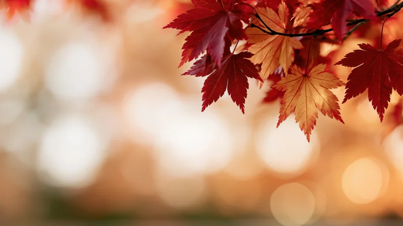 Red and orange maple leaves on a branch against a blurred warm bokeh background