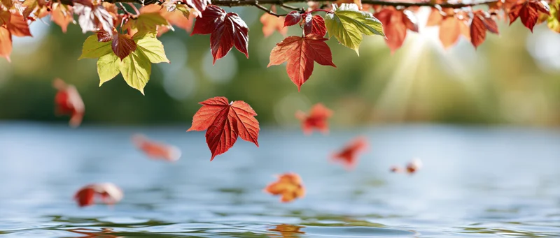 Autumn leaves falling and floating on a calm lake surface