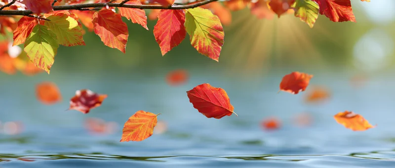 Autumn leaves falling and floating on calm water near a tree branch with sunlight filtering through