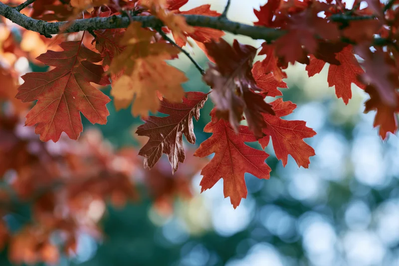 Red oak leaves in peak autumn color filling the frame branch