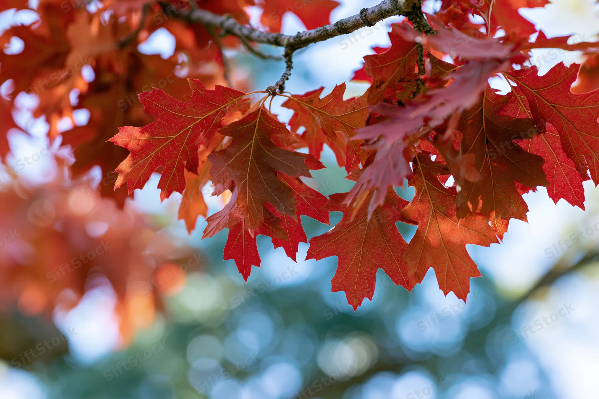 Red oak leaves in peak autumn color filling the frame branch