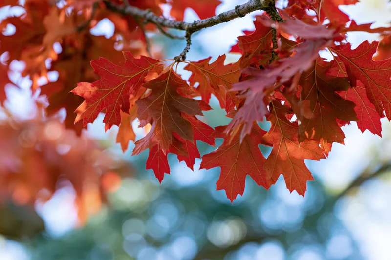 Red oak leaves in peak autumn color filling the frame branch