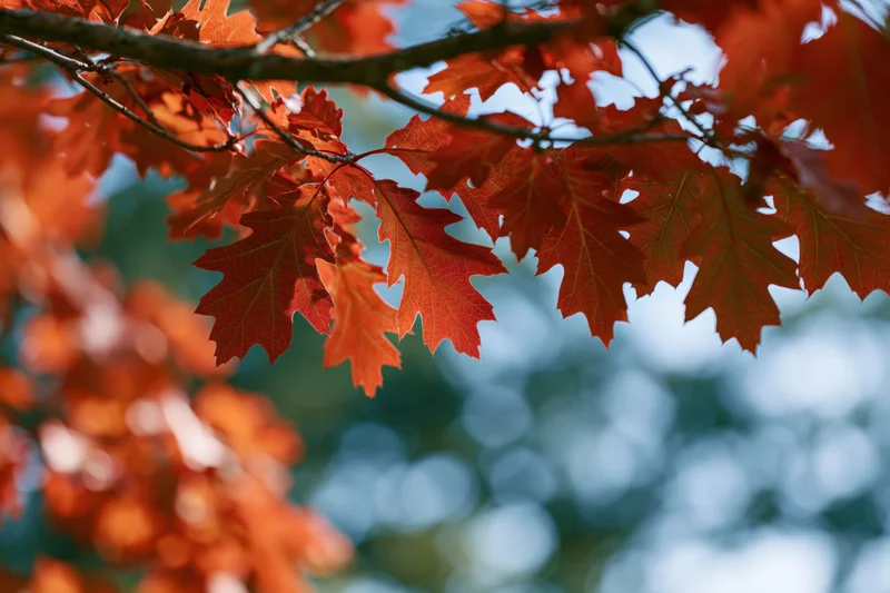 Red oak leaves in peak autumn color filling the frame branch