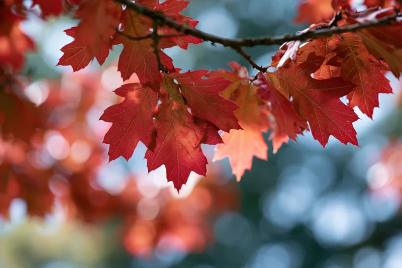 Red oak leaves in peak autumn color on a branch against a blurred forest background