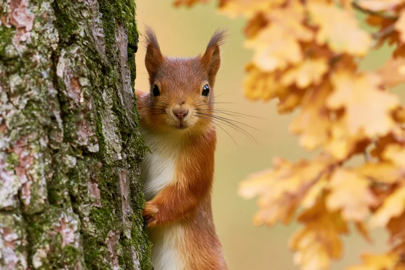 Red squirrel peeking from behind mossy tree trunk in autumn forest