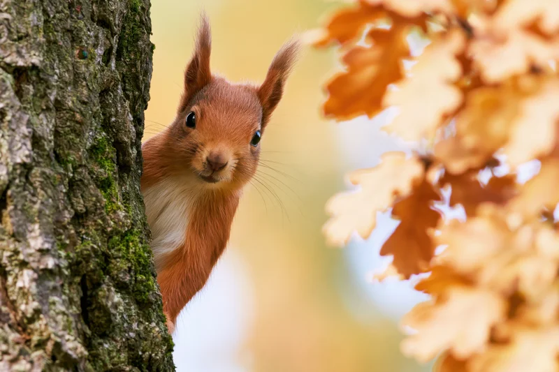 Red squirrel peeking from behind mossy tree trunk in autumn forest