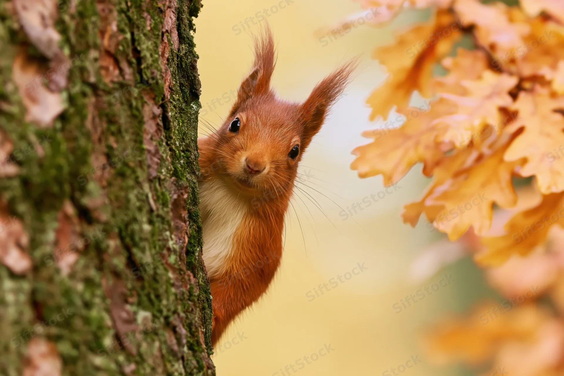 Red squirrel peeking from behind mossy tree trunk in autumn forest