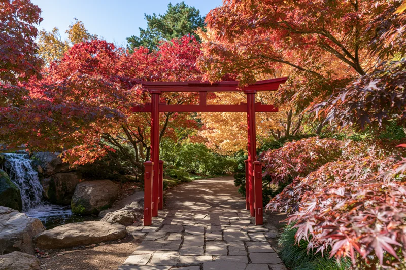 Red torii gate over stone path in autumn japanese garden with colorful maple trees and waterfall
