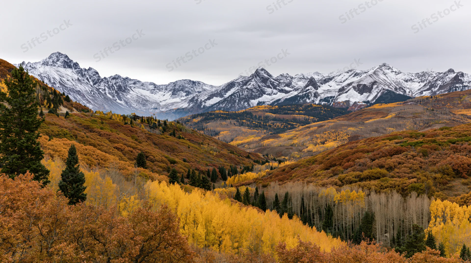 Autumn-colored aspen forest in a mountain valley with snow-capped peaks under an overcast sky