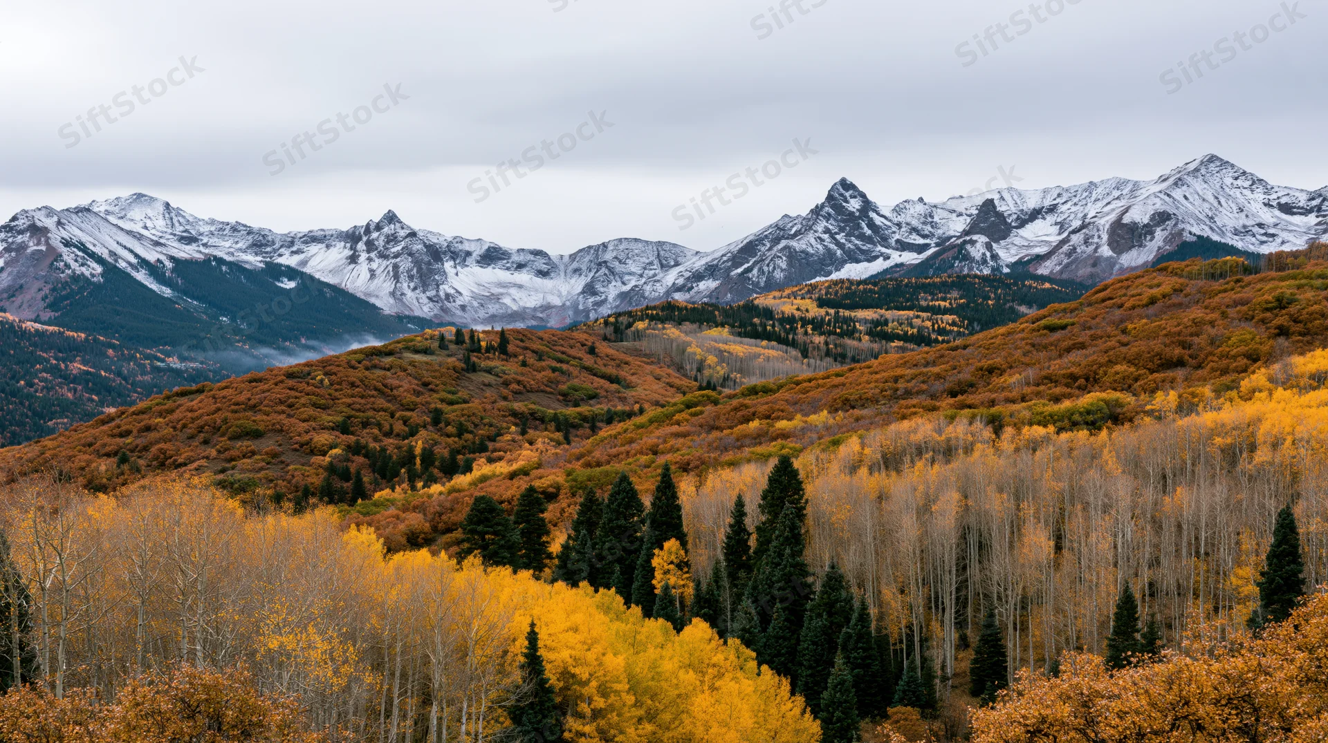 Autumn-colored aspen forest in a mountain valley with snow-capped peaks in the background