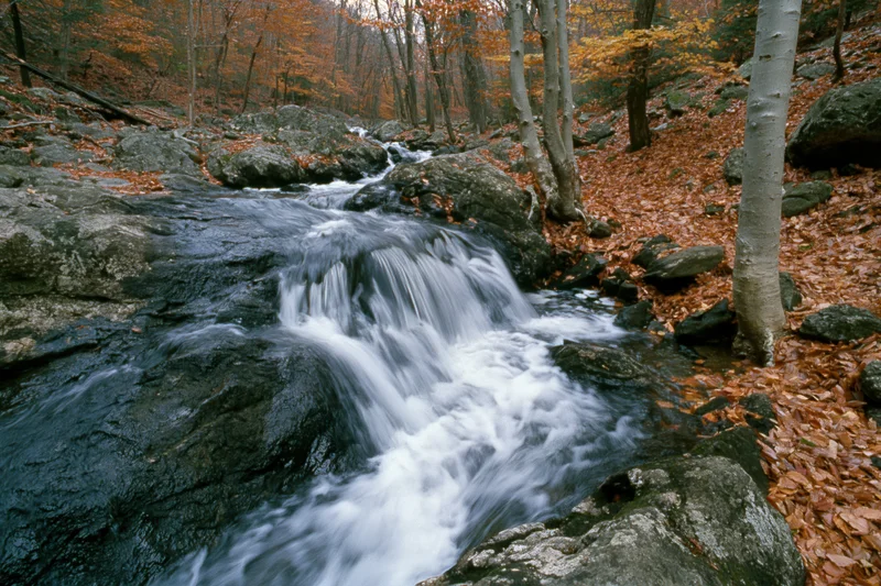 Stream cascading over dark wet boulders in a forest with autumn foliage