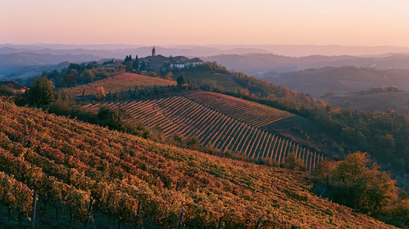 Rolling hills covered in autumn vineyard rows with village and church at sunset