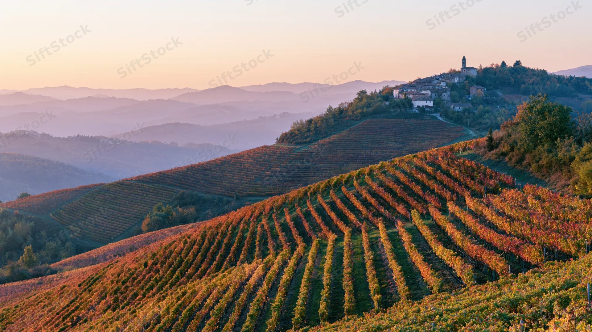 Terraced vineyard rows on rolling hills at sunset in autumn Italy