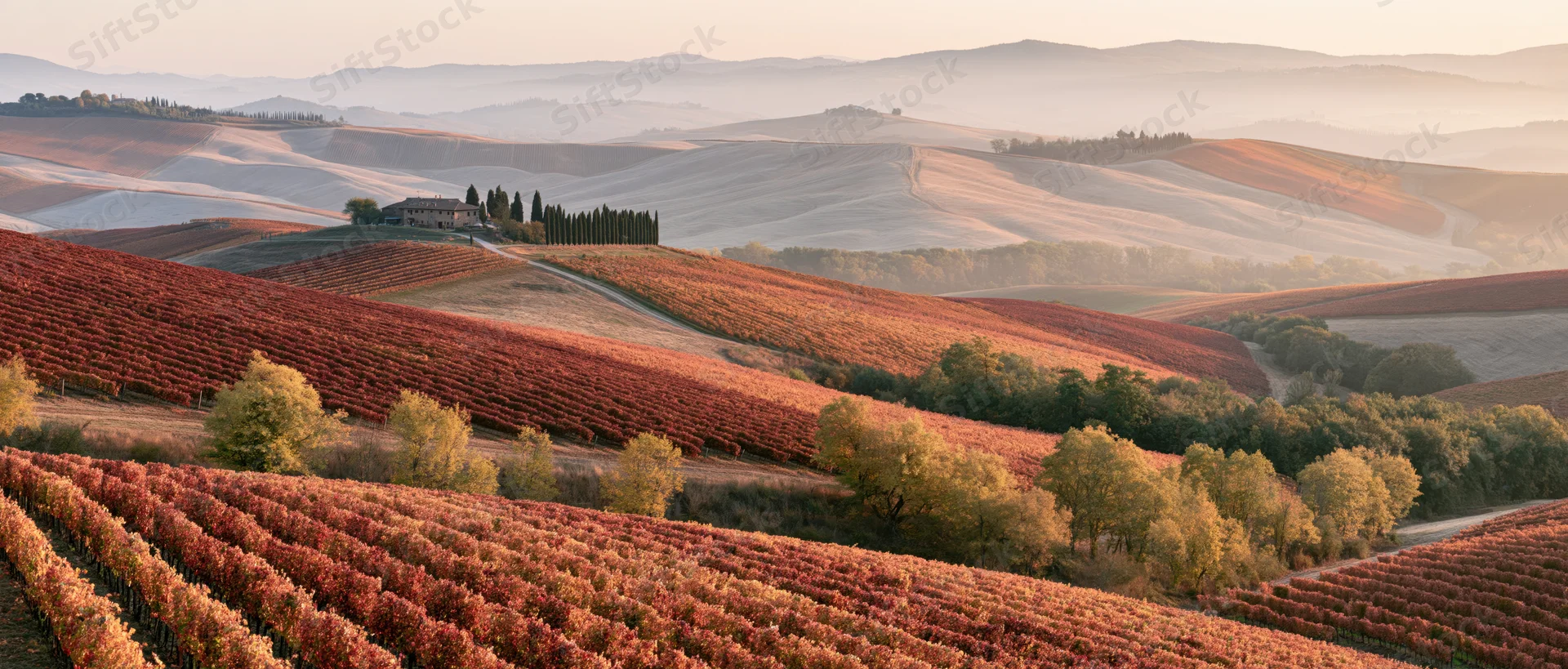 Rolling hills covered in red grapevines under golden autumn light with farmhouse and cypress trees in distance