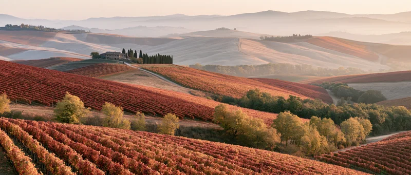 Rolling hills covered in red grapevines under golden autumn light with farmhouse and cypress trees in distance