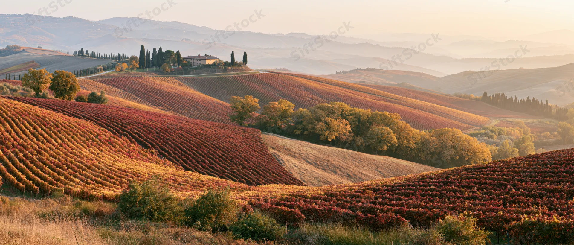 Rolling hills covered in autumn vineyards with rows of red grapevines and a farmhouse in the distance