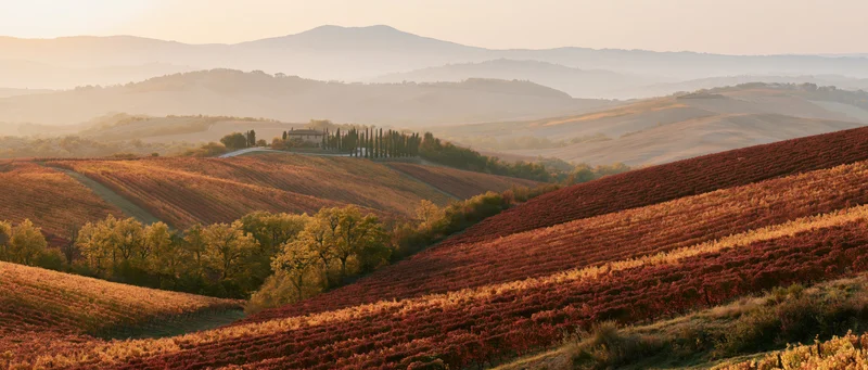 Rolling hills covered in autumn vineyards with a farmhouse and cypress trees under golden light