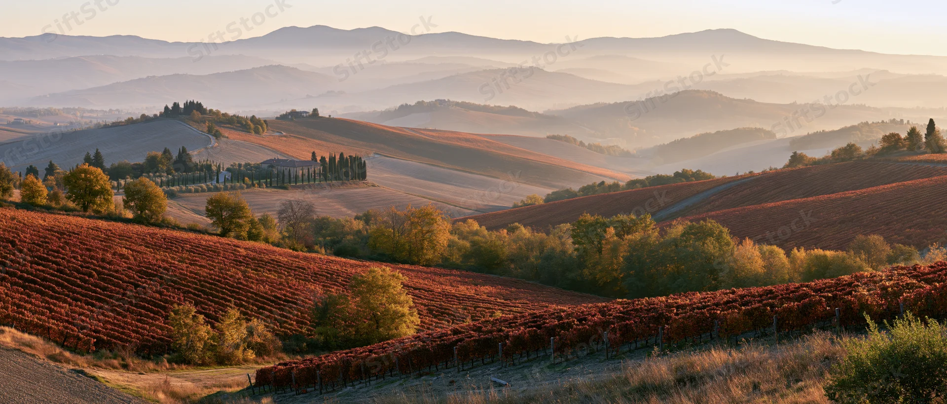 Rolling hills covered in autumn vineyards with rows of red grapes and scattered trees under warm light