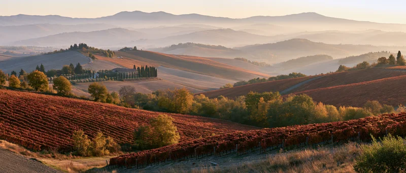 Rolling hills covered in autumn vineyards with rows of red grapes and scattered trees under warm light