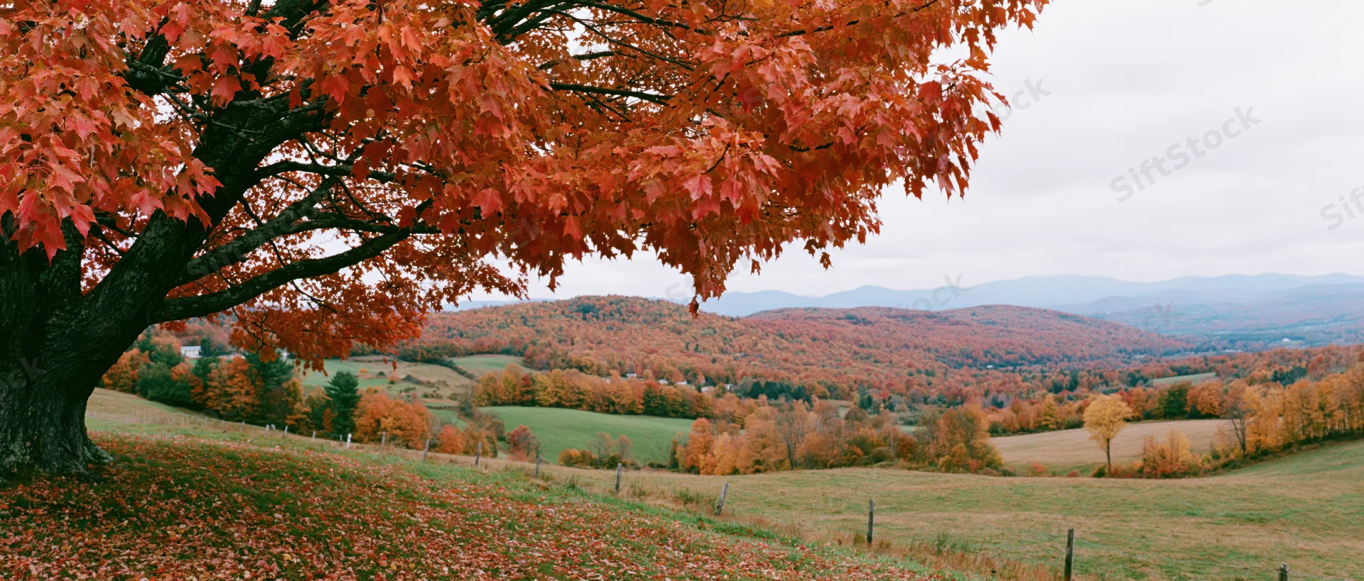 Autumn tree with red leaves overlooking rolling hills and fields in Vermont countryside