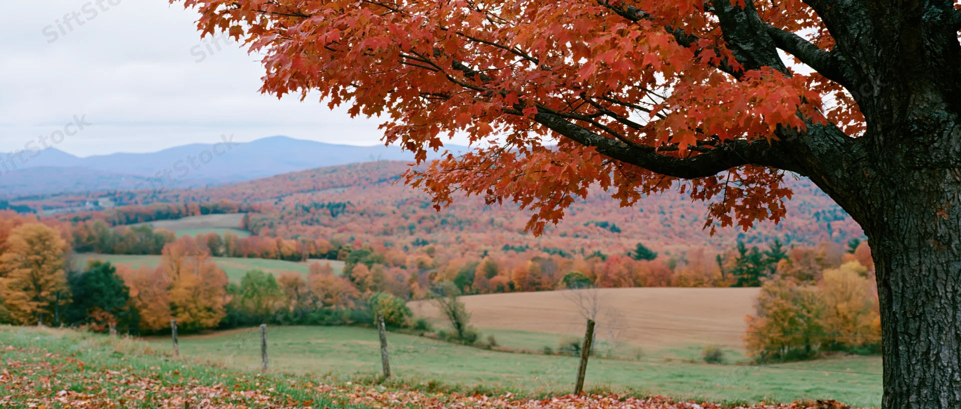 Autumn tree with vibrant red leaves framing a rolling countryside landscape in Vermont