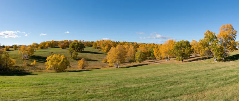 Autumn Landscape of Rolling Hills and Golden Aspen Trees in