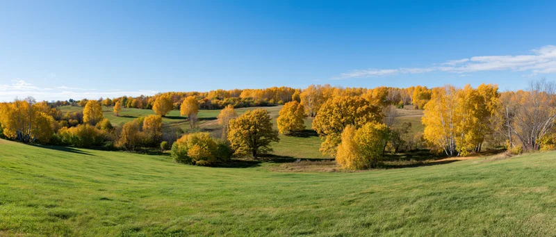 Rolling green hills dotted with golden birch and oak trees under a clear blue sky