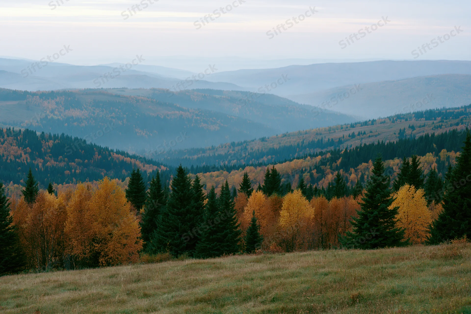 Rolling forested hills in autumn with birch and spruce trees under soft light