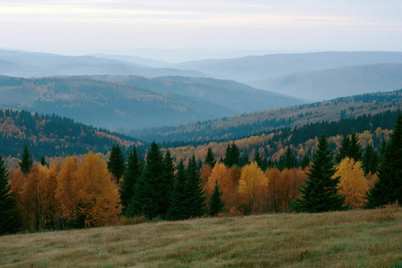 Rolling forested hills in autumn with birch and spruce trees under soft light